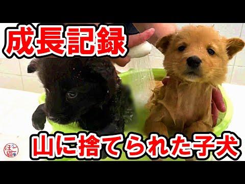 【子犬　子猫　保護犬】山に捨てられた子犬　保護後の成長記録