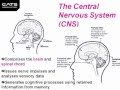 Nervous System Concepts and Functions
