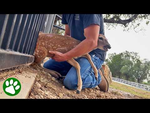 Kindhearted couple pulls stuck baby deer from fence