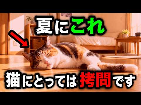 【知らないと危険】実は逆効果な猫の暑さ対策8選を獣医師が解説します