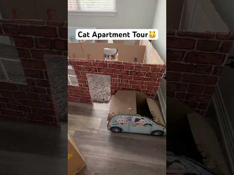 What do you think of my cats living room?? #cat cat #funnycat #halloweenwithshorts