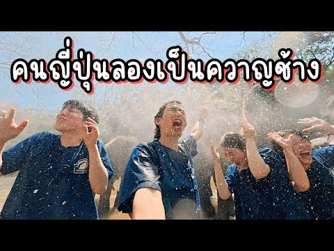 จะรอดหรือไม่!?คนญี่ปุ่นลองเป็นควาญช้างที่เชียงใหม่!