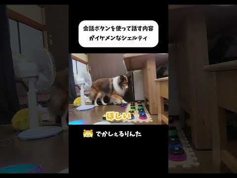 会話ボタンを使って話す内容がイケメンなシェルティ #shorts