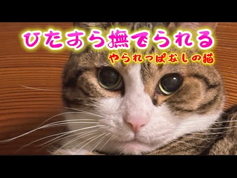 猫の動画サムネイル - やられっぱなしの猫