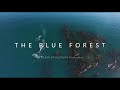 Kelp Forests and Their Importance