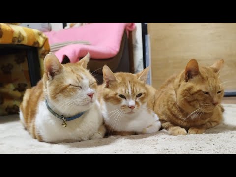 猫の動画サムネイル - ぼーうずむぎがライブ配信中！