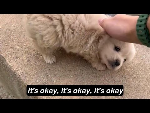 A stray puppy is very timid and emits fearful screams