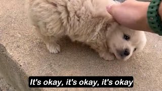 A stray puppy is very timid and emits fearful screams