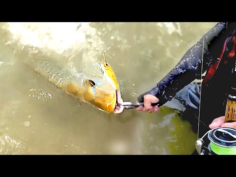 怪魚タマンに勝つための必勝法！【ウェーディング詳細解説】