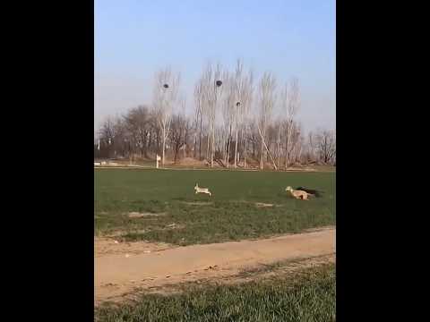 The rabbit saved the lives of his children from hunting dogs short video #shorts