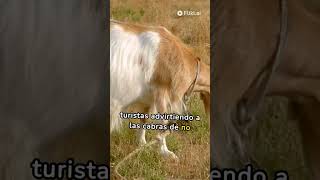 INSÓLITO,CABRAS SE PASEAN POR TECHOS DE CASAS EN BARICHARA, NI LOS BOMBEROS LAS PUDIERON BAJAR!
