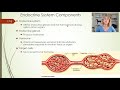 Endocrine System and Hormone Functions