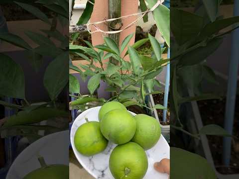 Malta fruit harvesting time 🍈#shorts #malta #fruit #youtubeshorts #youtube #ytshorts #yt