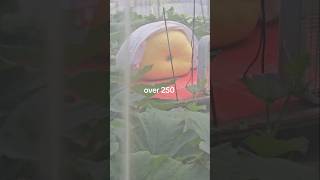 Giant pumpkin Michigan chasing the World record still a possibility #giantpumkin #farming #huge #big