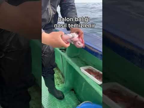 Bu zehirli balığı sakın yemeyin