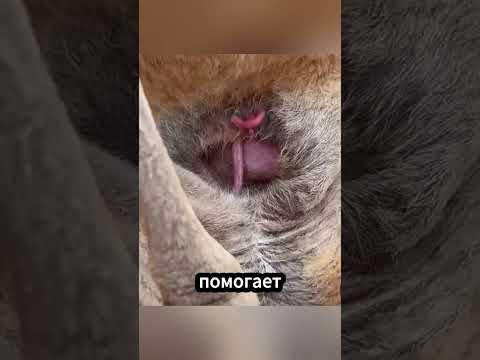 Как рождается кенгуру на самом деле