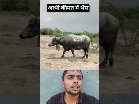 आदि कीमत में पंजाब की भैंस #trandingshorts