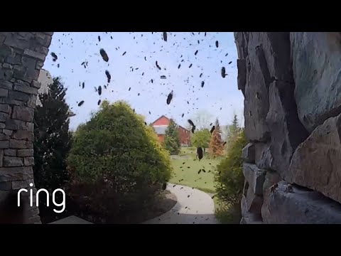 Ever Wanted to Peer into a Swarm of Bees? | RingTV