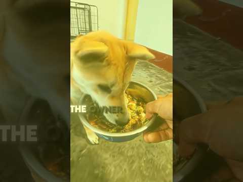 this dog <strong>just</strong> wanted to eat in <strong>peace</strong> 🥺💚 #usa