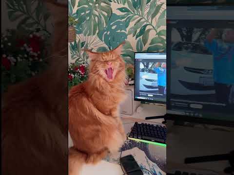 Что думаете?😮‍💨 #рекомендации #youtubeshorts #животные #foryou #питомец #кот #собака #котики