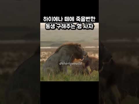 하이에나 떼에 죽을뻔한 동생 구해주는 형 사자