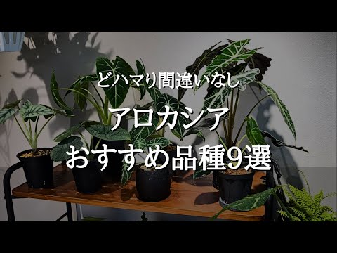 【難しいけどかわいい】アロカシアの育てかたとトラブル解決法 | 簡単な品種と難しい品種 | おすすめ種類9選