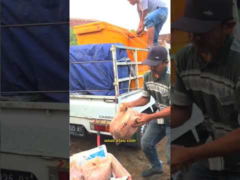 budidaya lele pemula wajib tau gunakan Pakan lele ini saja cara sukses #lele #budidaya #fyp