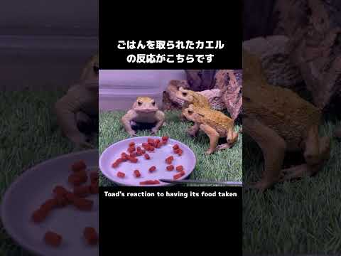 ごはんを取られたカエル達の反応 #カエル #ヒキガエル #toad #frog