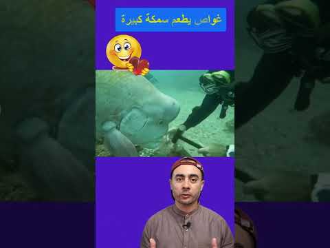 غواص يطعم السمكة اللبروسية الآسيوية غنيمة الرأس #shortsvideos