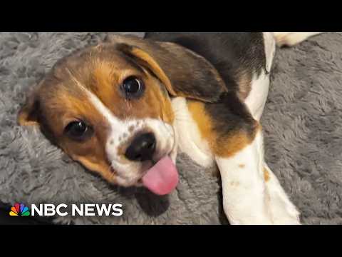 Genetically modified beagle is hypoallergenic