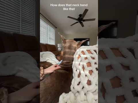 Funny and cute dogs compilation#funnydogs#cute#doglover#doglife#cure#dogshorts#pet#doglife#dogshorts