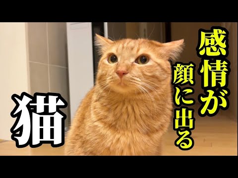 ボスに怒られて、感情が顔に出てしまう猫の悲しい１日