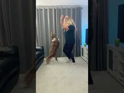 Adorable Dogs Dancing Part 25😍