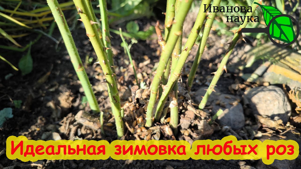 Какие розы я не укрываю, вся правда про садовые розы и подготовке к зиме! Розы в леднике.