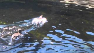 Tuffted Puffins and Auks Swim at the Oregon Coast Aquarium