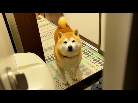 疑問が生じると、一度止まって考える柴犬