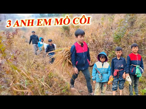 không cầm nổi nước mắt khi thấy 3 anh em mồ côi bố ch.ết, mẹ bỏ đi lấy chồng làm việc này kiếm sống.