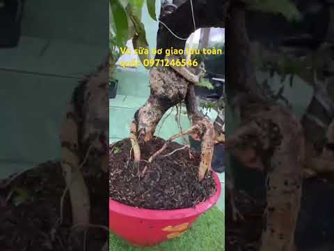 Vú sữa bơ bonsai đẹp giá rẻ