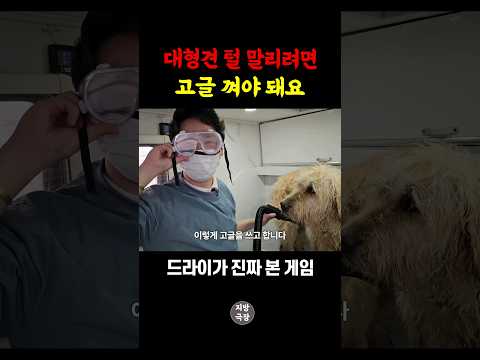 대형견 목욕 털 말리기 난이도 간접 체험