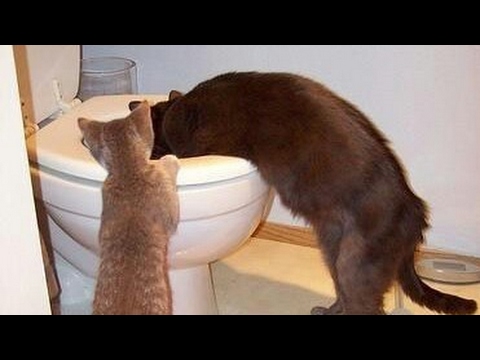 YOU SHALL NOT PASS WITHOUT LAUGHING - Funny CAT video