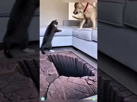 funny video ๐#cat #funnycat #fyp#foryou#dog
