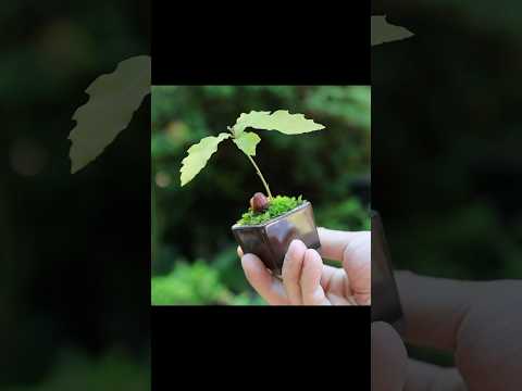 ドングリの豆盆栽 #bonsai