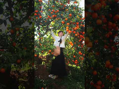 Beautiful Nature with Rural Life (P153) - Harvest fresh tangerines and enjoy the sweetness of it