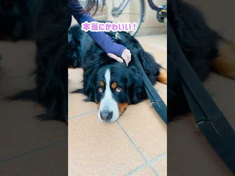尻尾フリフリ‼️ご近所のお姉さんに可愛がってもらったバーニーズ🐾