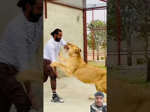 Lion stunt #tiger #lion #pets #dog #liontiger #wildlion #wildtiger #leopard