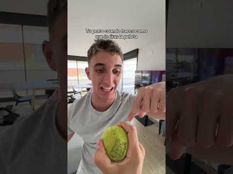 Tu perro cuando haces como que le tiras la pelota #shorts #viral