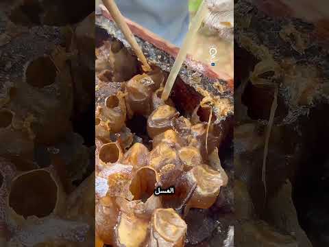 شفط العسل من الخلية ، عسل ،نحل ، قطع العسل ،