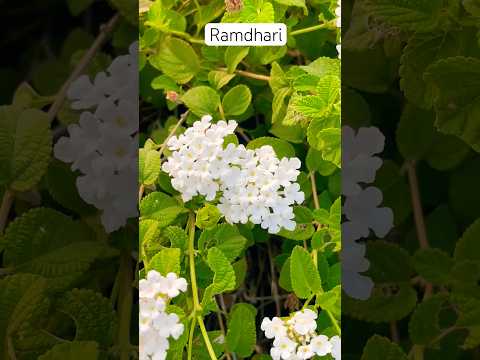 SORTH MA MARU RAMDHARI 🌄 #trending #gamdu #nature #viral #minivlog #animals #village #marugumandhu