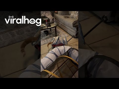 Husband Pulls Cat Around House In Wagon || ViralHog