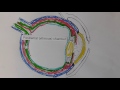 Anatomy and Function of the Eye
